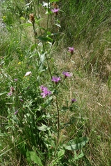 Centaurea oxylepis