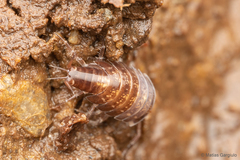 Styloniscus