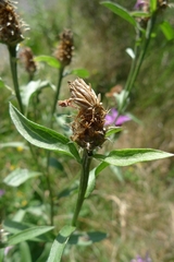 Centaurea oxylepis