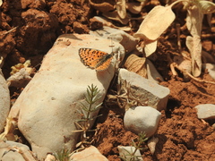 Melitaea acentria