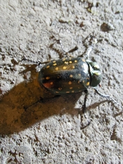 Cheirotonus formosanus