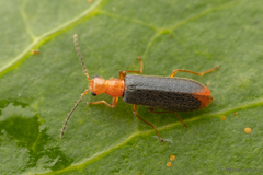 Hylodanacaea haemorrhoidalis