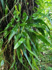 Pleopeltis marginata