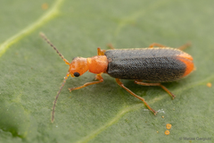 Hylodanacaea haemorrhoidalis