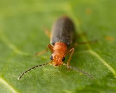 Hylodanacaea haemorrhoidalis