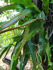 Pleopeltis marginata