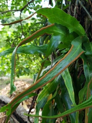 Pleopeltis marginata