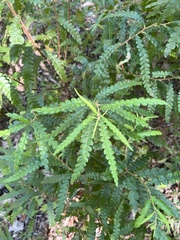 Comptonia peregrina