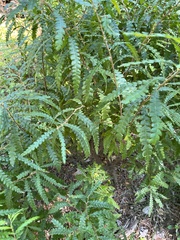 Comptonia peregrina