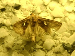 Autographa metallica