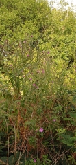 Epilobium hirsutum