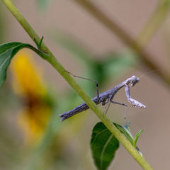 Litaneutria ocularis