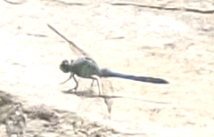 Erythemis simplicicollis