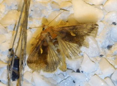 Autographa metallica