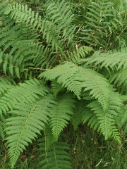 Oreopteris limbosperma