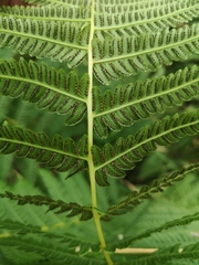 Oreopteris limbosperma