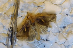 Autographa metallica