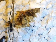 Autographa metallica