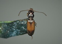 Perileptus areolatus