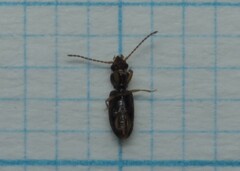 Perileptus areolatus
