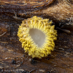 Trichopeziza