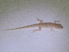Mediodactylus russowii