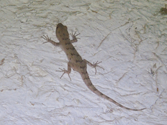 Mediodactylus russowii