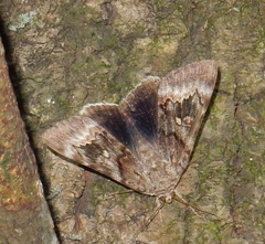 Catocala epione