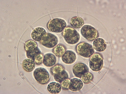 Eudorina elegans