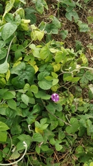 Ipomoea indica image