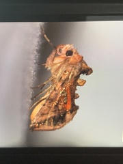 Autographa bimaculata