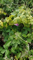 Ipomoea indica image