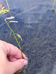 Lobelia dortmanna image