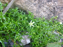 Moehringia ciliata