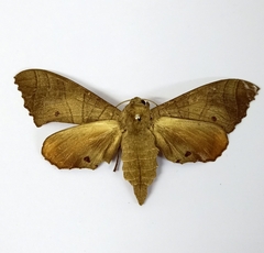 Marumba dyras