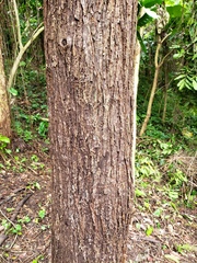 Juglans jamaicensis