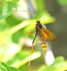 Trogus flavipennis