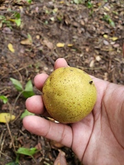 Juglans jamaicensis