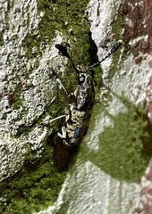 Basitropidini