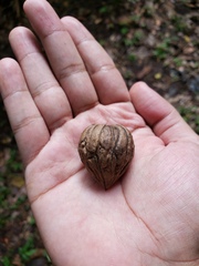 Juglans jamaicensis