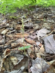 Neottia cordata