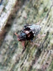 Megamelodes quadrimaculatus