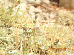 Sideritis libanotica