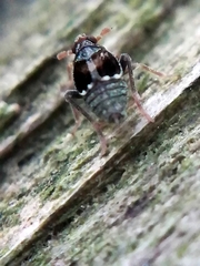 Megamelodes quadrimaculatus