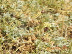 Sideritis libanotica