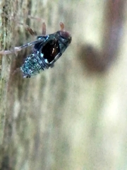 Megamelodes quadrimaculatus