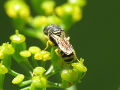 Ectemnius massiliensis