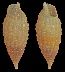 Euthymella lutea