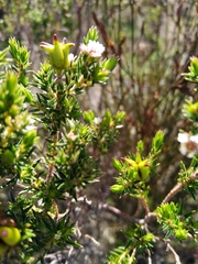 Diosma subulata