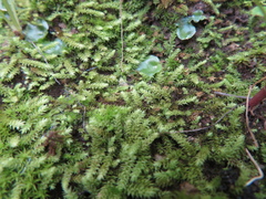 Racopilum cuspidigerum